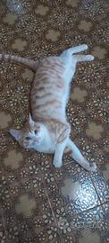 Gatto maschio
