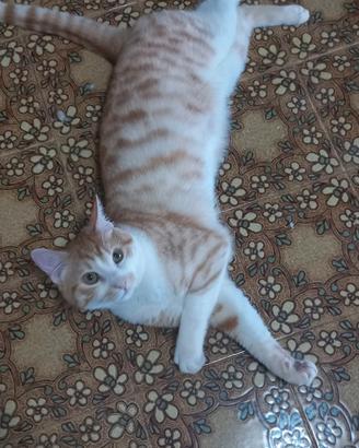 Gatto maschio