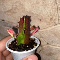 Talee di Euphorbia trigona variegata