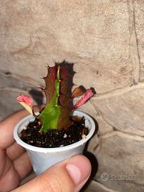 Talee di Euphorbia trigona variegata