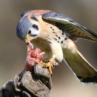 Gheppio americano (Falco sparverius) rapaci