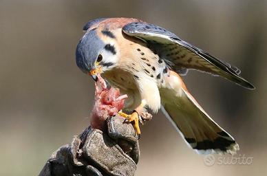 Gheppio americano (Falco sparverius) rapaci