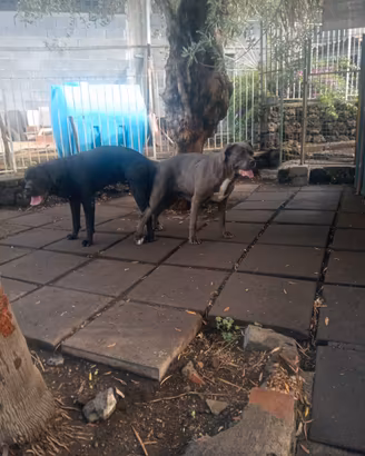 Prossima cucciolata di cane corso
