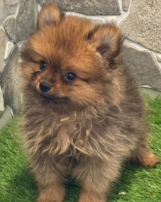Spitz di pomerania