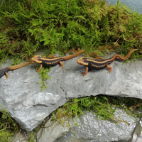 Tylototriton shanjing