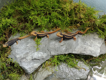Tylototriton shanjing