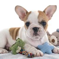 Bulldog francese