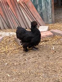 Galline moroseta
