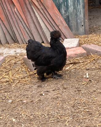 Galline moroseta