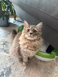 Gatta siberiana sterilizzata Arna