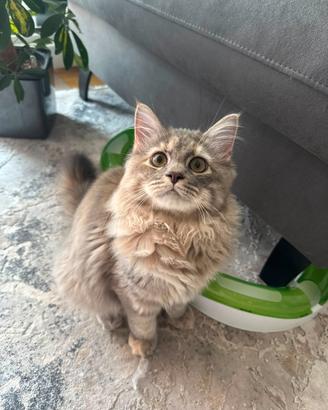 Gatta siberiana sterilizzata Arna