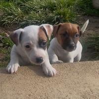 Jack russel pedigree
