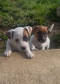 Jack russel pedigree