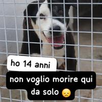 Brando 14 anni in canile da 11 anni