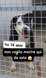 Brando 14 anni in canile da 11 anni