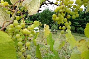 Rif.ZT62| terreno agricolo nervesa della battagli