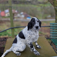 Setter inglese