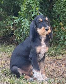 Cuccioli Segugio Italiano a pelo forte da caccia