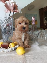 Maltipoo maschio albicocca