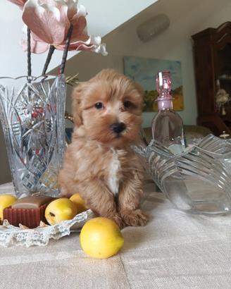 Maltipoo maschio albicocca