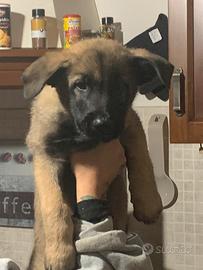 Pastore Belga Malinois