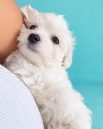 Cuccioli maltesi toy