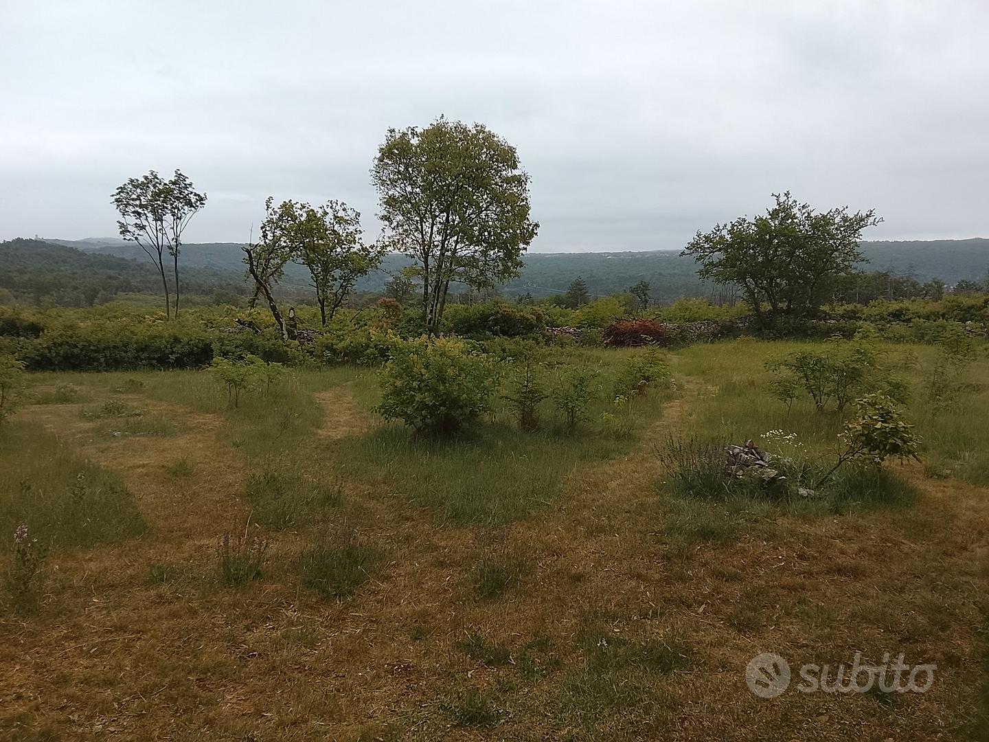 TERRENO 1250 mq recintato a San Michele del Carso - Vista 5