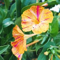 Semi Bella di Notte mix Mirabilis jalapa