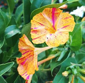Semi Bella di Notte mix Mirabilis jalapa