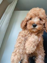 Cuccioli di barboncini