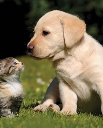 Protezione animali di famiglia
