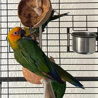 Conuri jandaya svezzati a mano