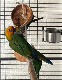 Conuri jandaya svezzati a mano