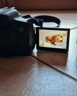 Canon EOS 750d + canon 18-50mm f3.5 + canon 50mm F