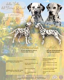 Cuccioli Dalmata con Pedigree(Allevamento Enci/Fci