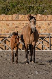 Puledro Stallone PRE (Pura Raza Espanola)