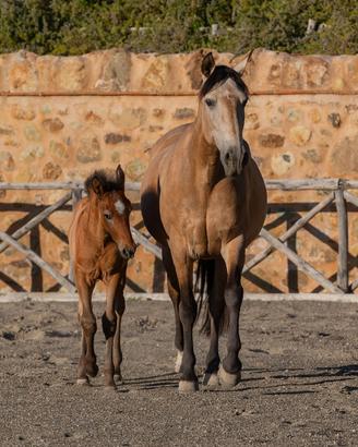 Puledro Stallone PRE (Pura Raza Espanola)