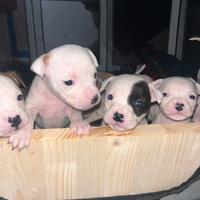 Cuccioli Amstaff