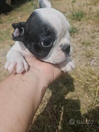 Bulldog Francese piccola
