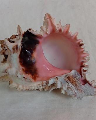 Conchiglia da collezione Regal Murex 