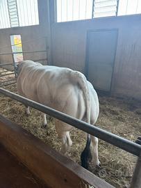 Toro piemontese