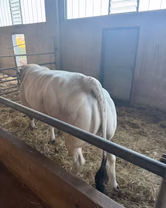 Toro piemontese