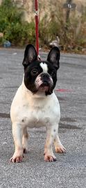 Bulldog francese
