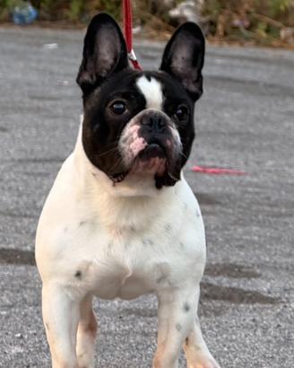 Bulldog francese