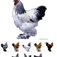 Brahma d oro e argento
