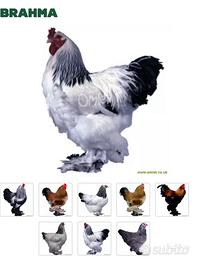 Brahma d oro e argento