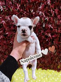 Bulldog francese cuccioli