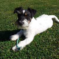 Jack russell disponibile per accoppiamento