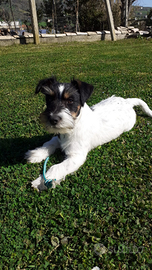 Jack russell disponibile per accoppiamento