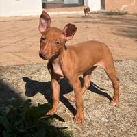 Cucciole cirneco dell'etna